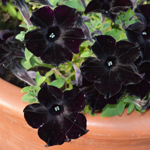 Petunia Crazytunia Black Mamba